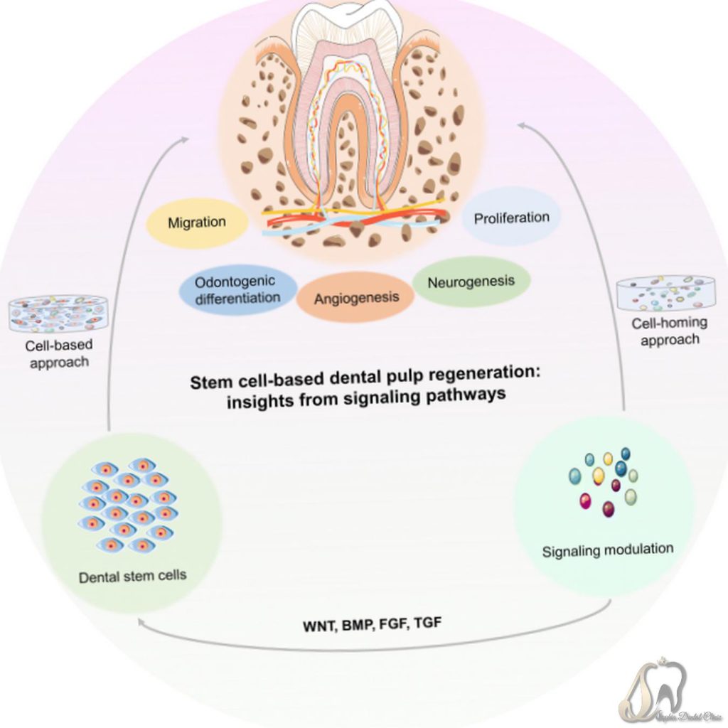 بازسازی دندان با سلول‌های بنیادی