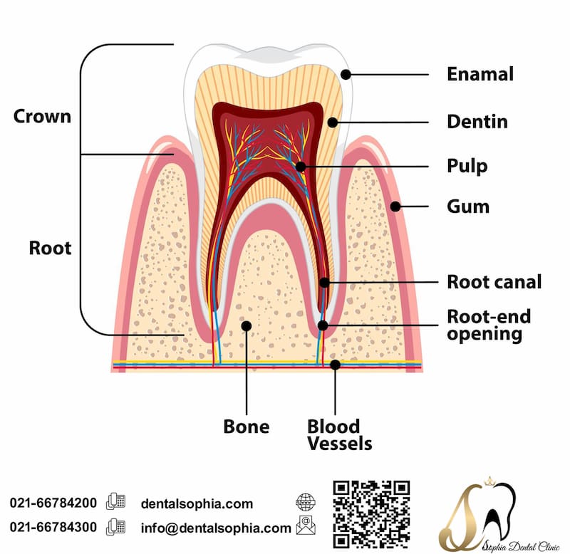 نقش پالپ دندان در سلامت دهان